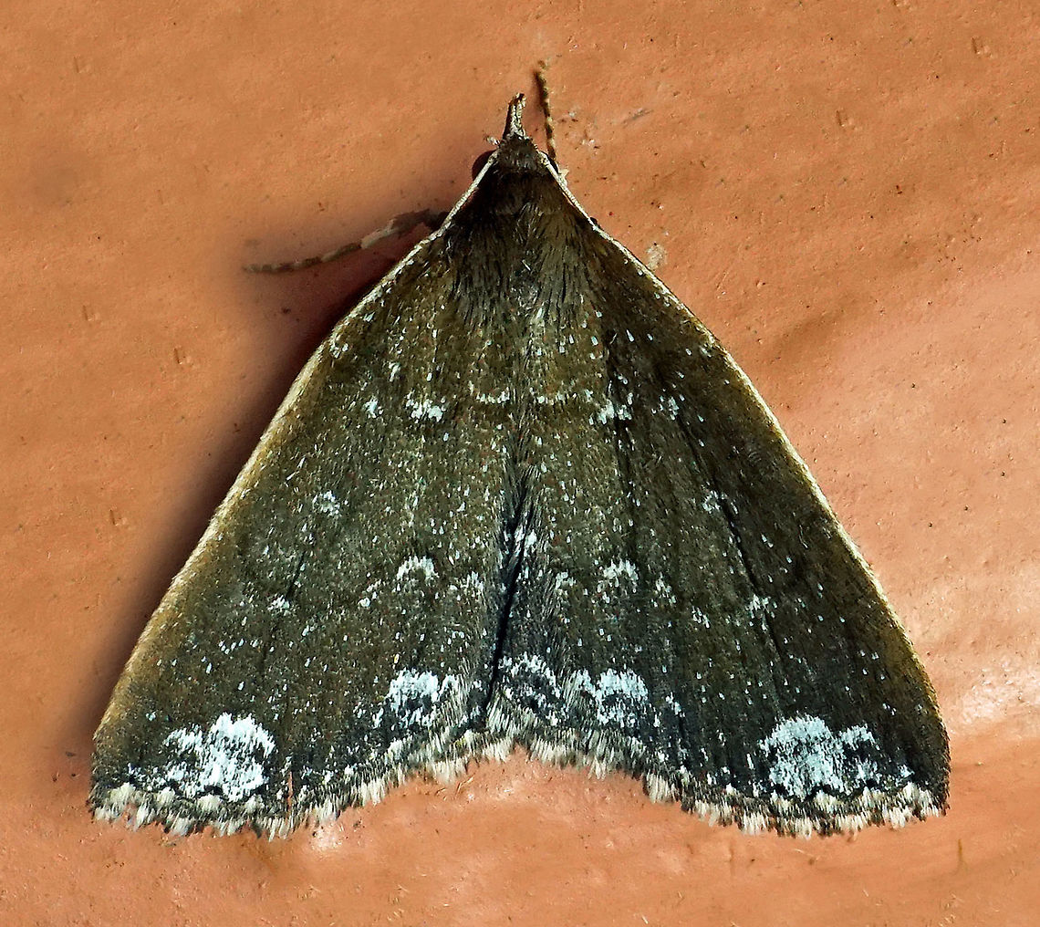 Adrapsa sp. Dapa, Valle Del Cauca 2100m