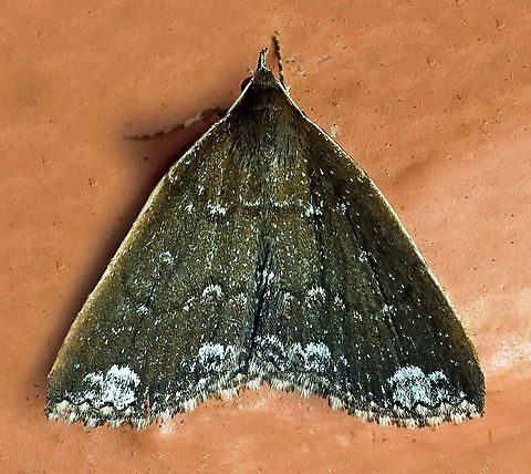 Adrapsa sp. Dapa, Valle Del Cauca 2100m