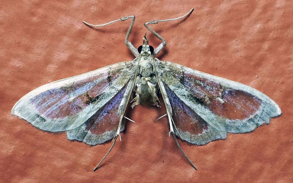 #67 Dapa, Valle Del Cauca 2100m