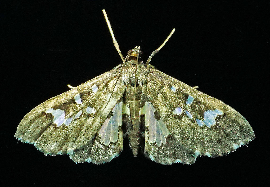 #63 Dapa, Valle Del Cauca 2100m