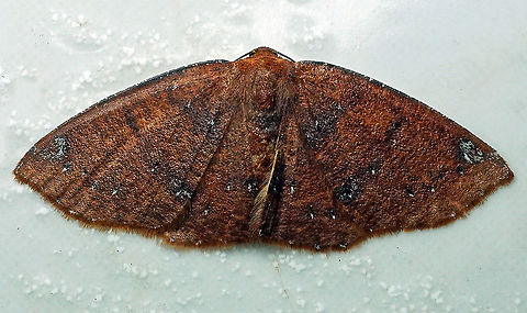 #72 Dapa, Valle Del Cauca 2100m Black-dotted Ruddy Moth,Ilexia intractata