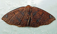#72 Dapa, Valle Del Cauca 2100m Black-dotted Ruddy Moth,Ilexia intractata