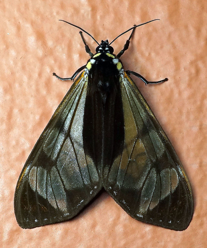 Dysschema flora Dapa, Valle Del Cauca 2100m Dysschema flora