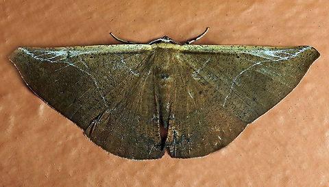 #74 Dapa, Valle Del Cauca 2100m