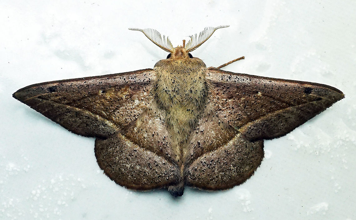 Alheita sp Dapa, Valle Del Cauca 2100m