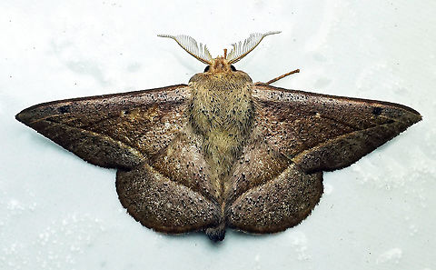 Alheita sp Dapa, Valle Del Cauca 2100m