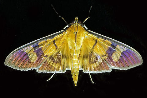 Plectrona dohrnii Dapa, Valle Del Cauca 2100m Plectrona dohrnii