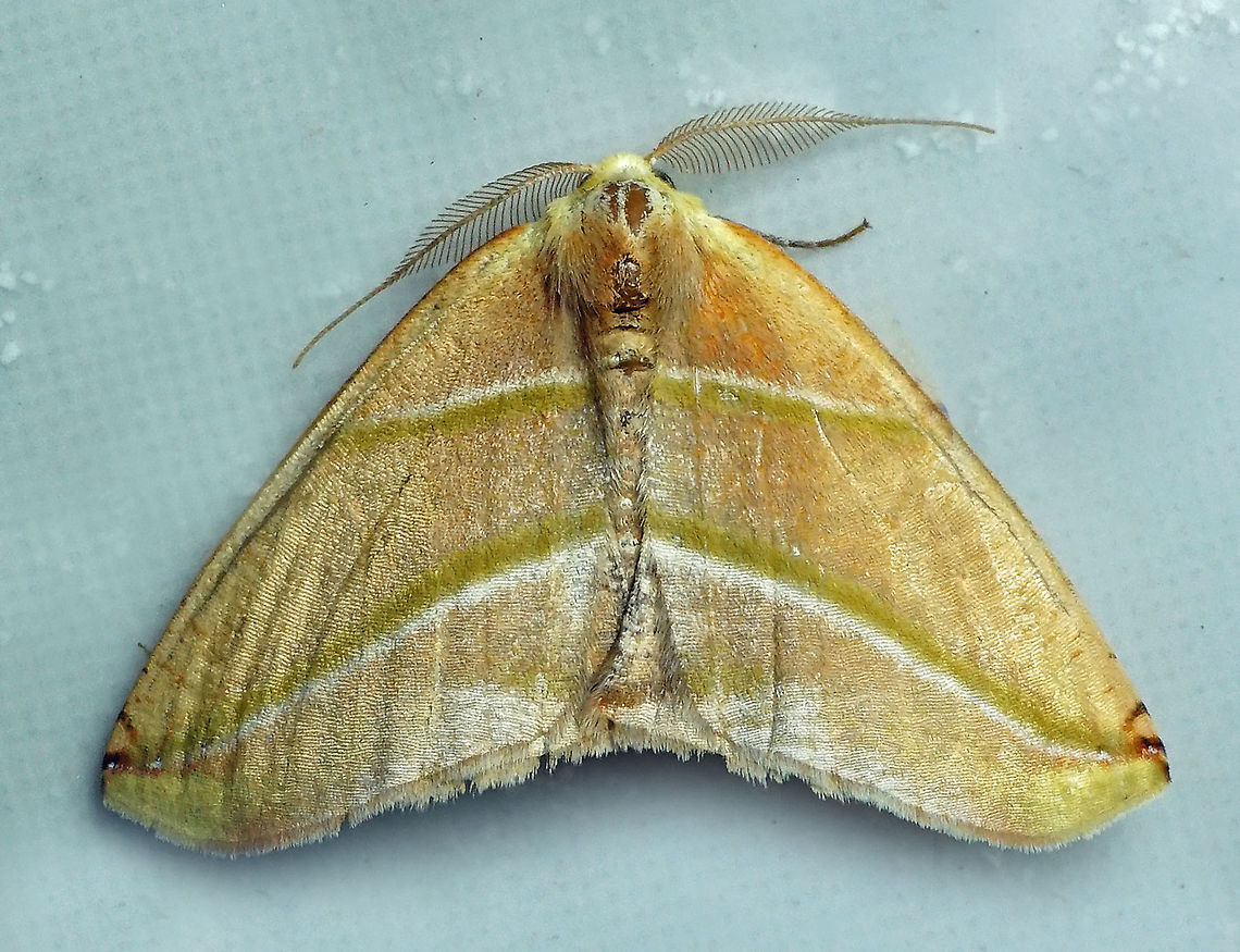 Sicya pomona Dapa, Valle Del Cauca 2100m Sicya pomona