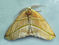 Sicya pomona Dapa, Valle Del Cauca 2100m Sicya pomona