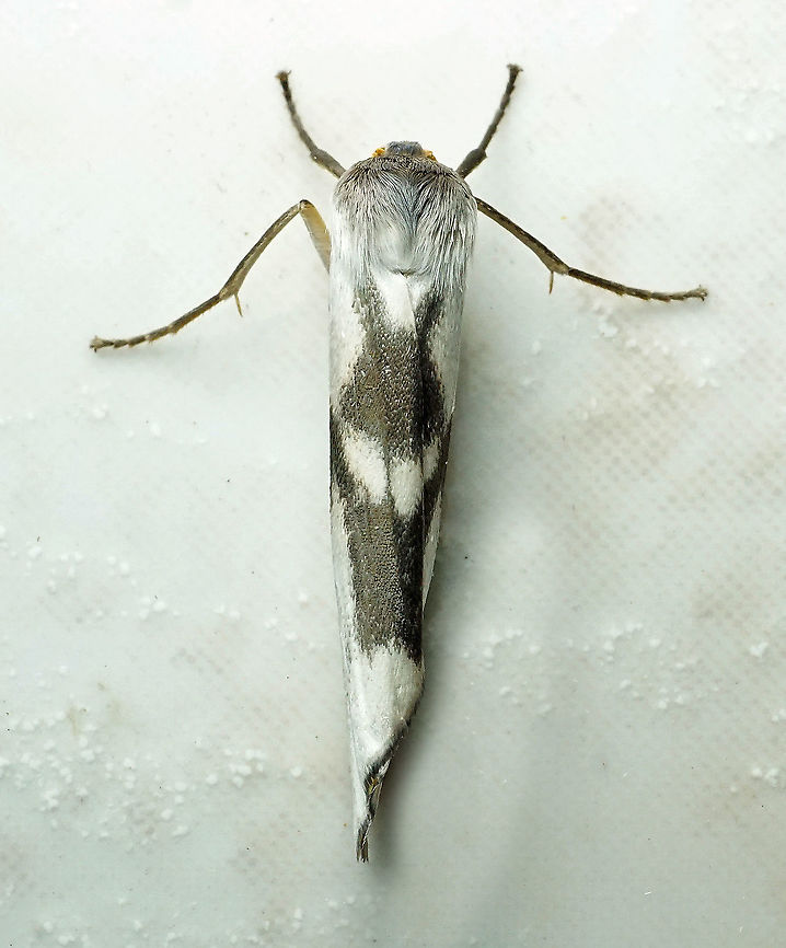Agylla sp. Dapa, Valle Del Cauca 2100m