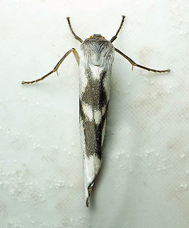 Agylla sp. Dapa, Valle Del Cauca 2100m