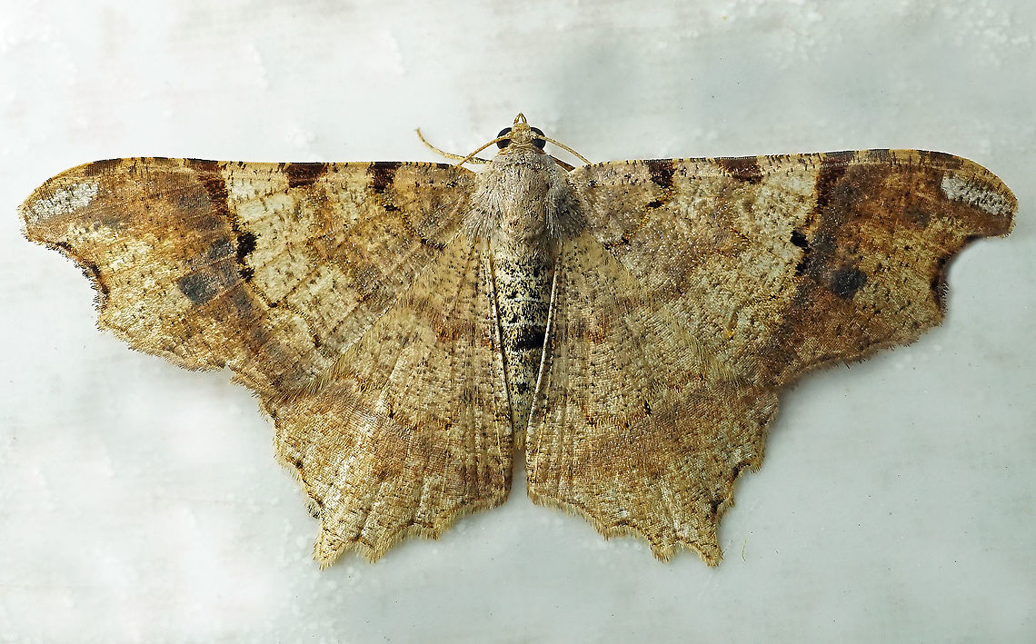 Macaria gambarina Dapa, Valle Del Cauca 2100m Macaria gambarina