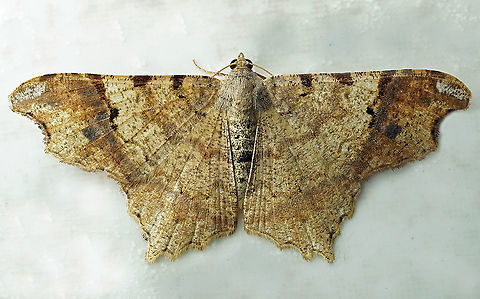 Macaria gambarina Dapa, Valle Del Cauca 2100m Macaria gambarina