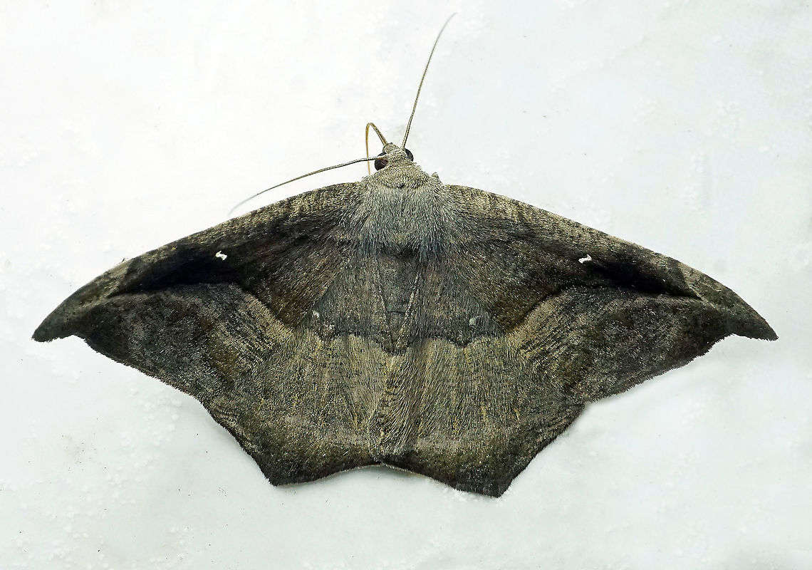 Oxydia scriptipennaria Dapa, Valle Del Cauca 2100m Oxydia scriptipennaria