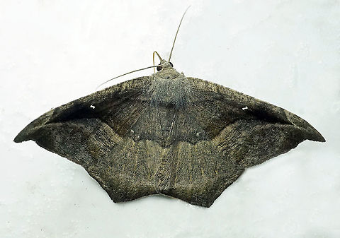 Oxydia scriptipennaria Dapa, Valle Del Cauca 2100m Oxydia scriptipennaria