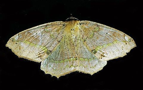 #82 Dapa, Valle Del Cauca 2100m