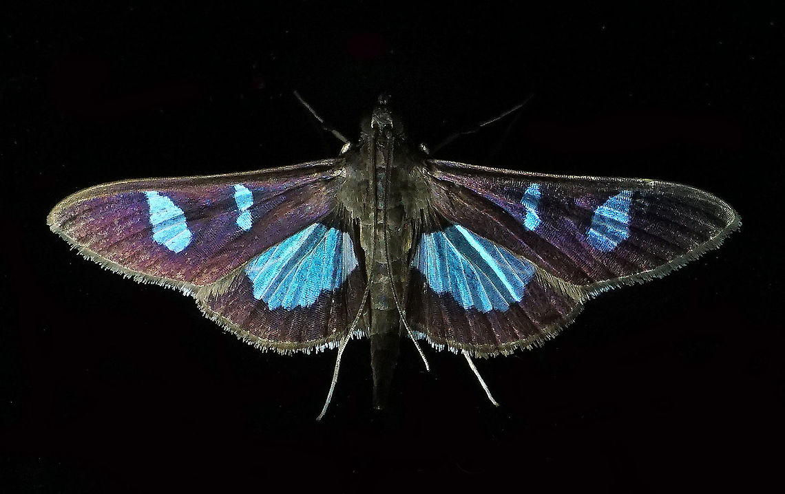 Diaphania sp. Dapa, Valle Del Cauca 2100m