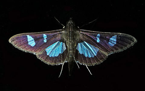 Diaphania sp. Dapa, Valle Del Cauca 2100m