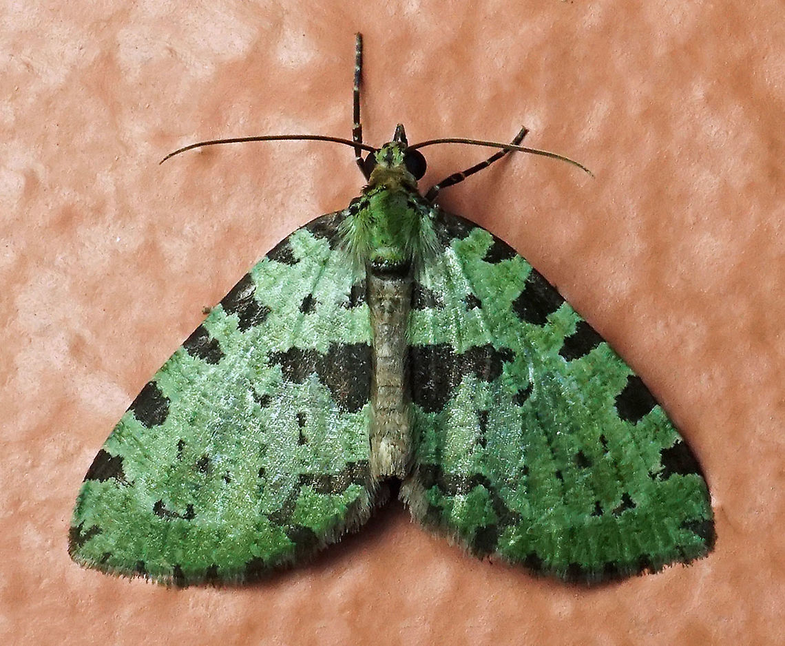 Hydriomena sp. Dapa, Valle Del Cauca 2100m