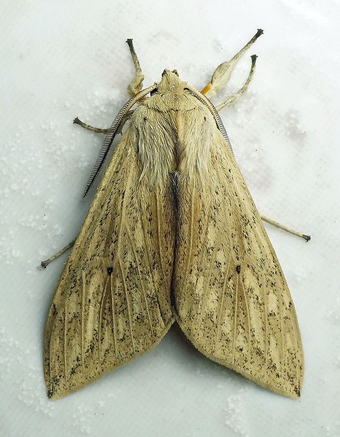 Leucanopsis sp. Dapa, Valle Del Cauca 2100m