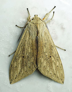 Leucanopsis sp. Dapa, Valle Del Cauca 2100m