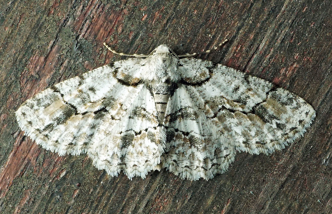 Iridopsis sp. Dapa, Valle Del Cauca 2100m
