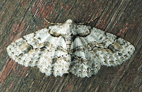 Iridopsis sp. Dapa, Valle Del Cauca 2100m