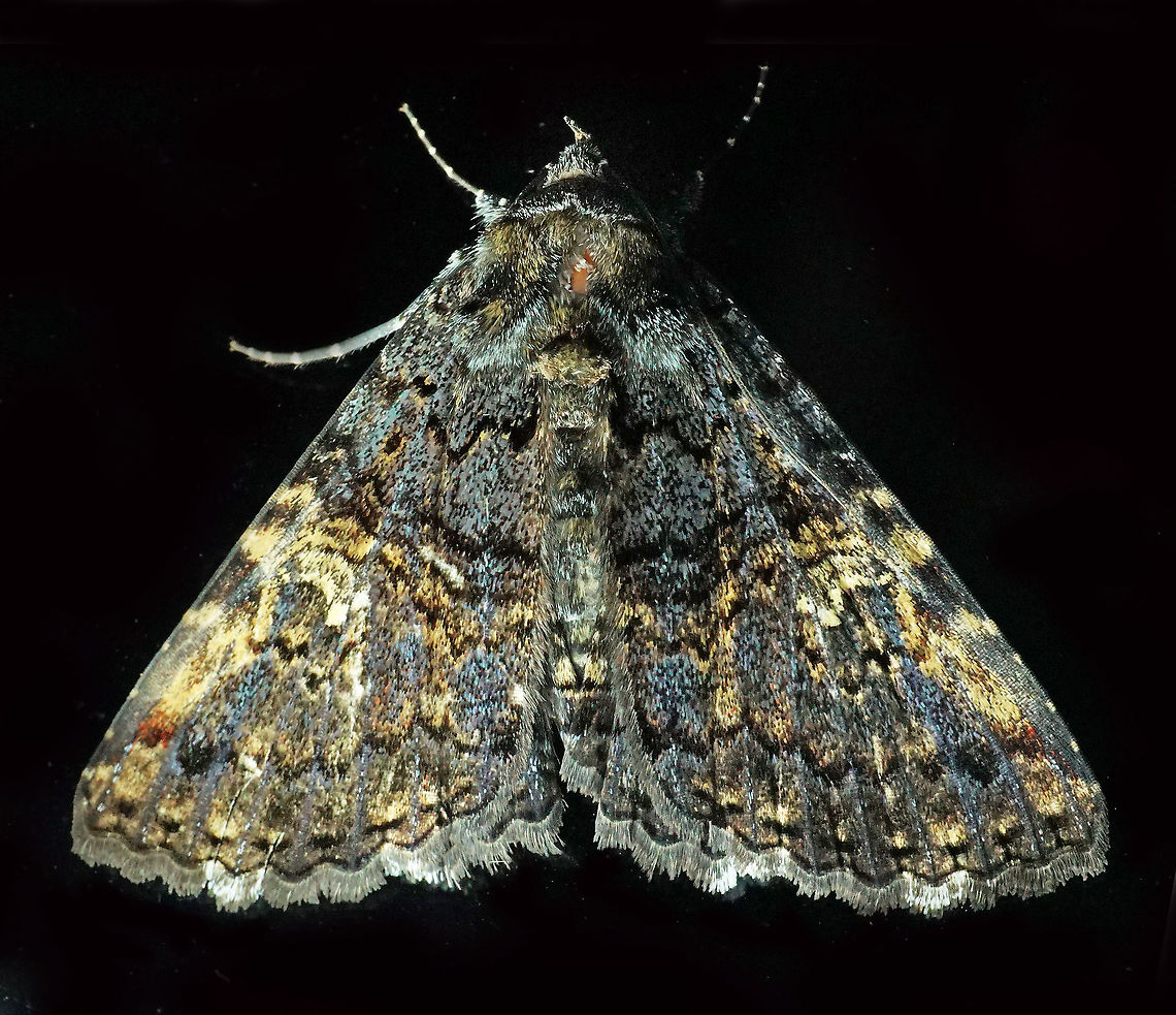 Metalectra sp Dapa, Valle Del Cauca 2100m