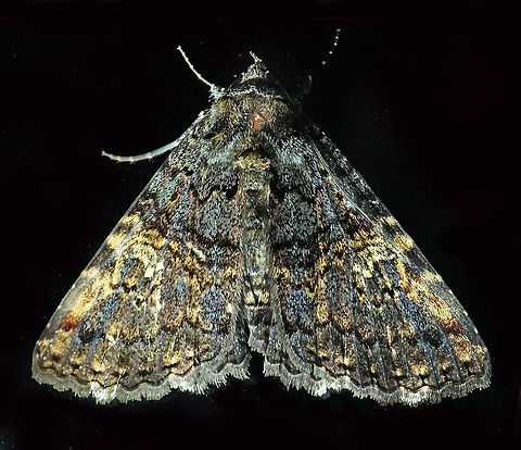 Metalectra sp Dapa, Valle Del Cauca 2100m