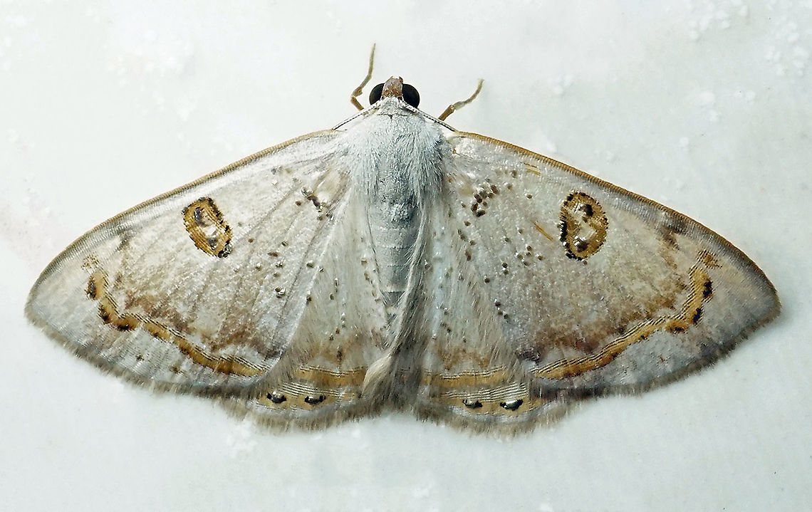 Argyrotome prospectata Dapa, Valle Del Cauca 2100m Argyrotome prospectata