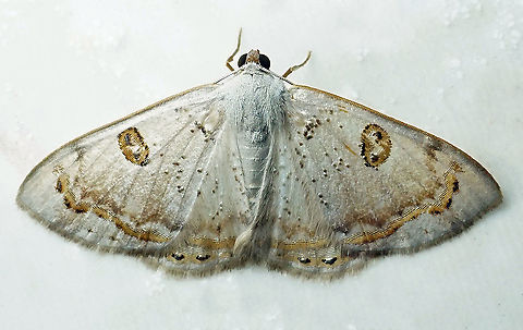 Argyrotome prospectata Dapa, Valle Del Cauca 2100m Argyrotome prospectata