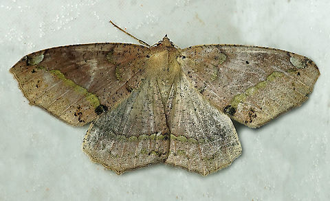 #89 Dapa, Valle Del Cauca 2100m