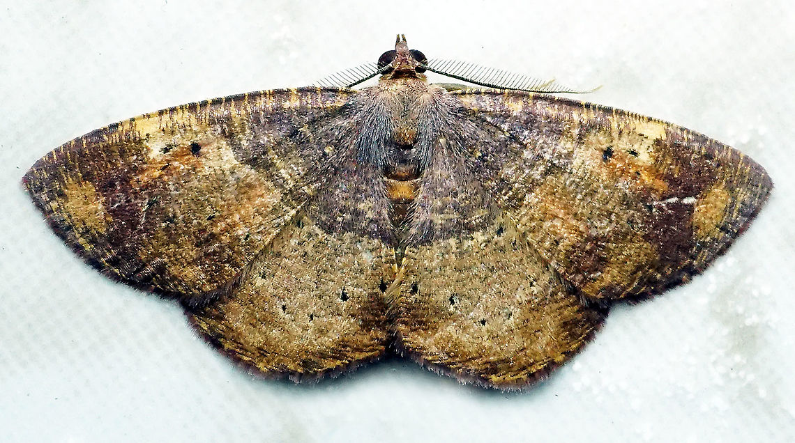 #90 Dapa, Valle Del Cauca 2100m