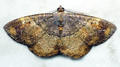 #90 Dapa, Valle Del Cauca 2100m