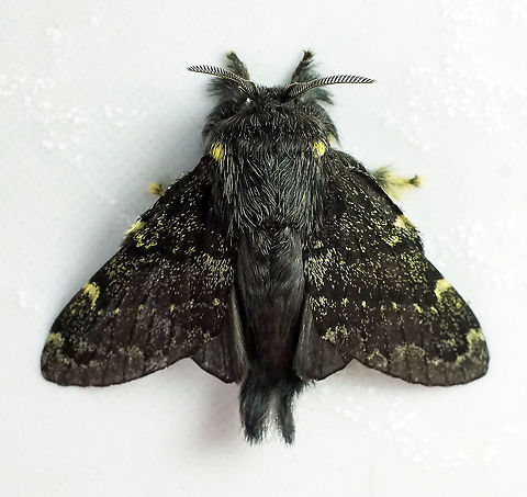 Euglyphis sp. Dapa, Valle Del Cauca 2100m