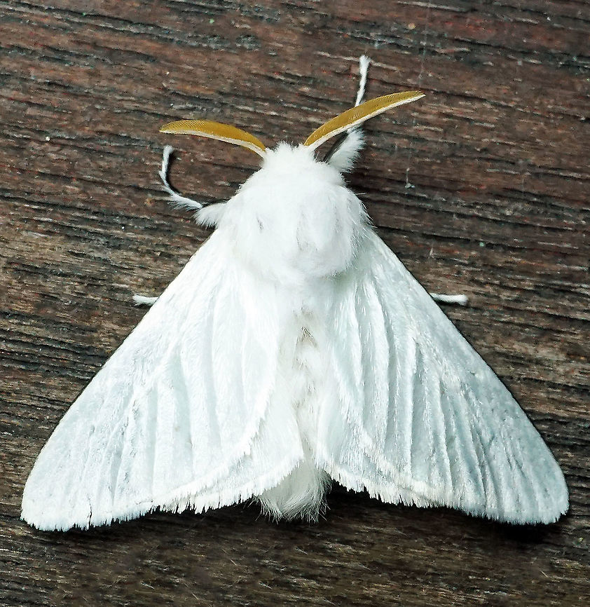 Norape ovina Dapa, Valle Del Cauca 2100m Norape ovina,White Flannel Moth