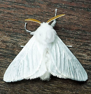 Norape ovina Dapa, Valle Del Cauca 2100m Norape ovina,White Flannel Moth
