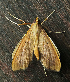 Anarmodia nebulosalis Dapa, Valle Del Cauca 2100m Anarmodia nebulosalis