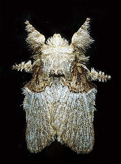 Euglyphis sp. Dapa, Valle Del Cauca 2100m