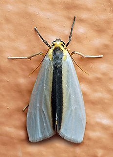 Agylla separata Dapa, Valle Del Cauca 2100m Agylla separata