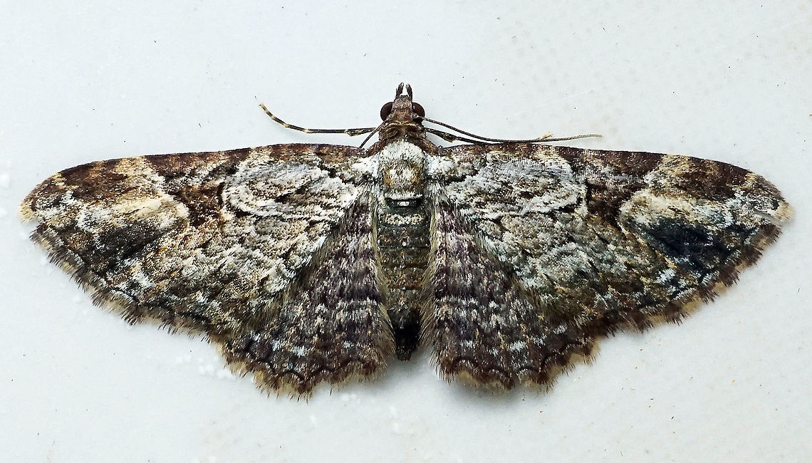 #92 Dapa, Valle Del Cauca 2100m