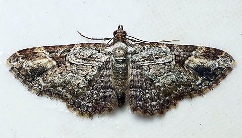 #92 Dapa, Valle Del Cauca 2100m