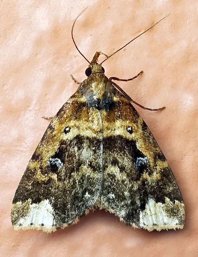 #93 Dapa, Valle Del Cauca 2100m