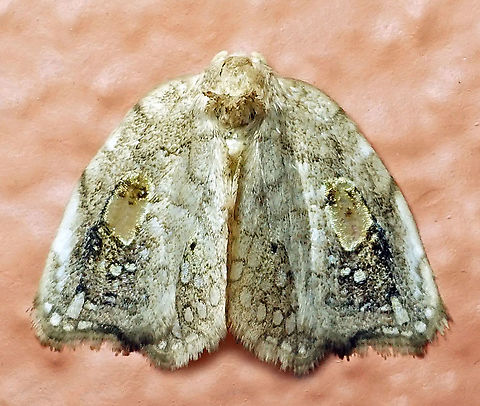 #94 Dapa, Valle Del Cauca 2100m