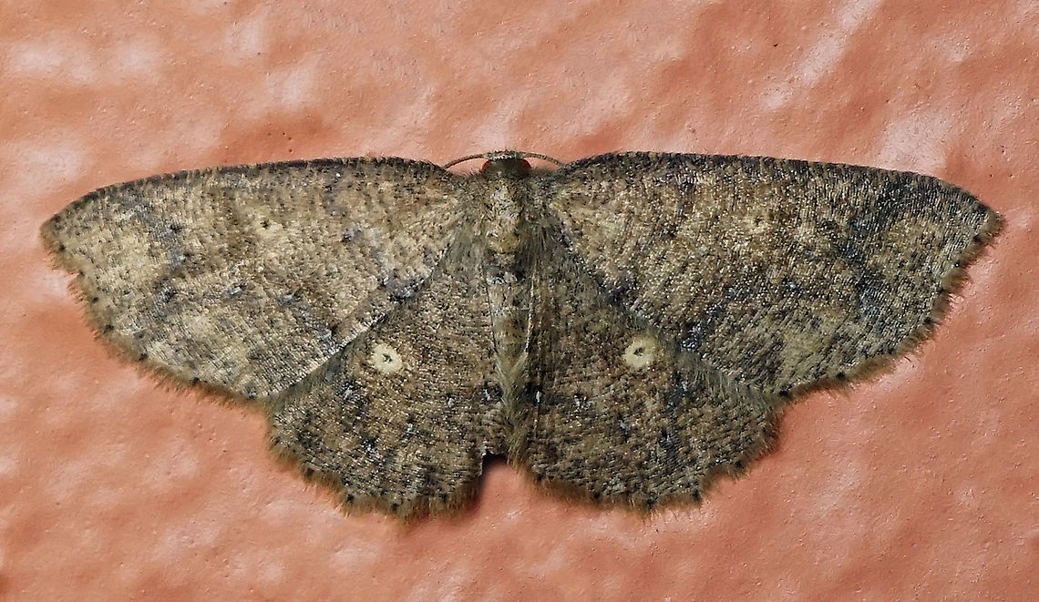 #95 Dapa, Valle Del Cauca 2100m