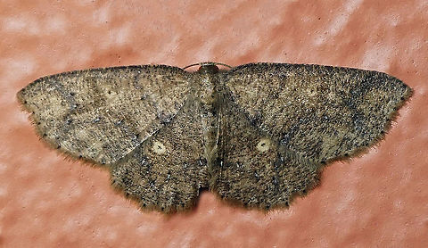 #95 Dapa, Valle Del Cauca 2100m