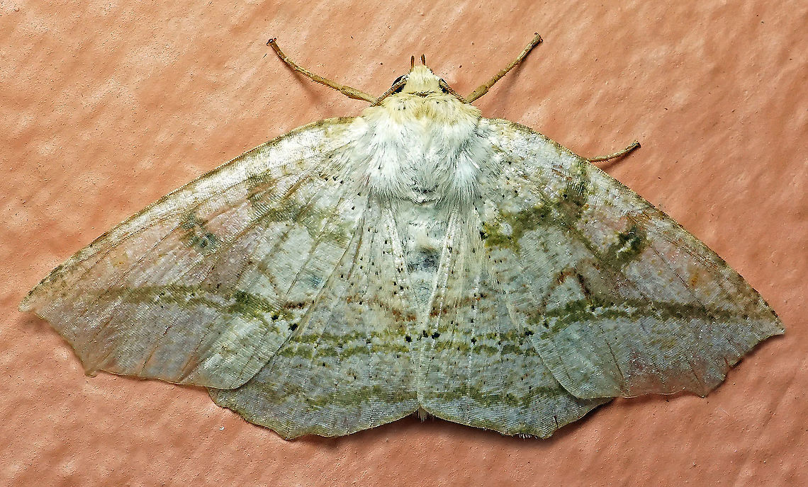 #96 Dapa, Valle Del Cauca 2100m