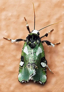 Emarginea sp. Dapa, Valle Del Cauca 2100m