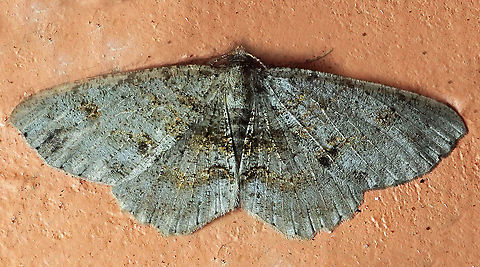 #98 Dapa, Valle Del Cauca 2100m