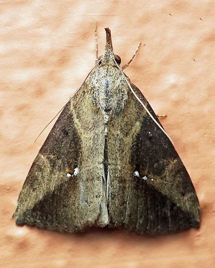 Hypena sp. Dapa, Valle Del Cauca 2100m